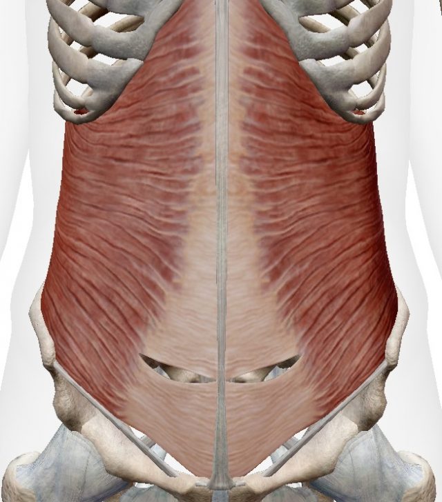 腹横筋